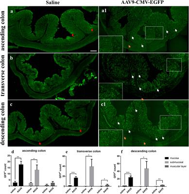 Adeno-associated virus vector intraperitoneal injection induces colonic mucosa and submucosa transduction and alters the diversity and composition of the faecal microbiota in rats